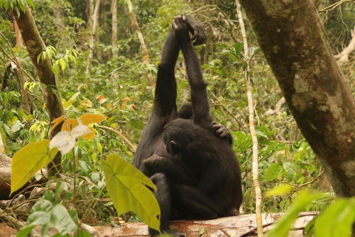    Две самки бонобо держатся за руки во время груминга — процесса, когда животные чистят друг другу шерсть. Это укрепляет социальные связи / © Melodie Kreyer, LKBP