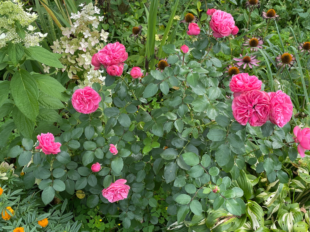 Розы очень любят мульчирование навозом