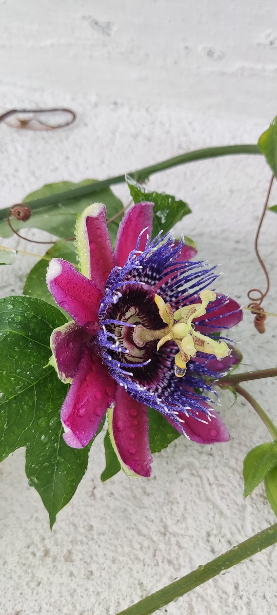 Пассифлора Марике