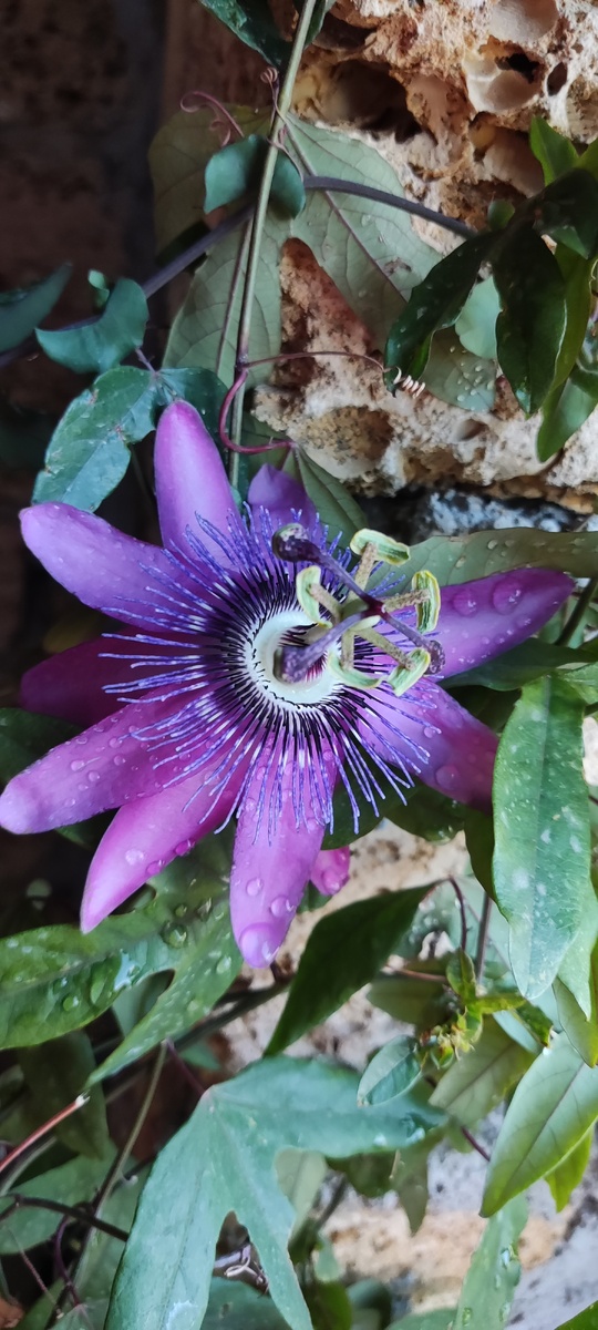 Пассифлора Аметист