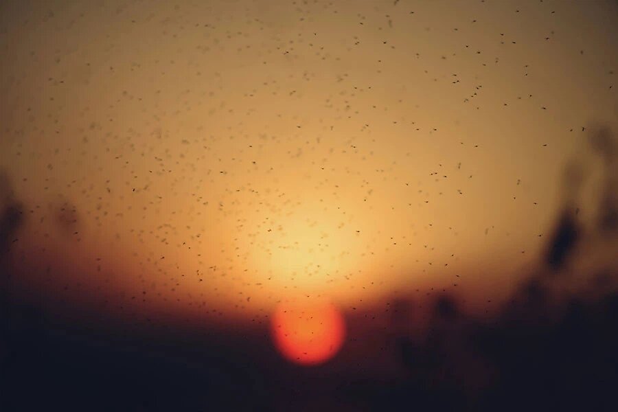    Фото: Liana S / Unsplash.com