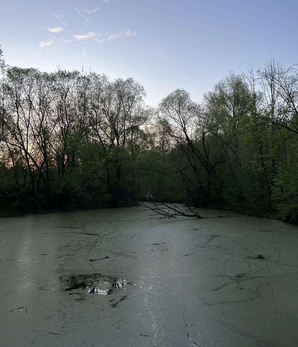 Это болото. Моя жизнь тоже