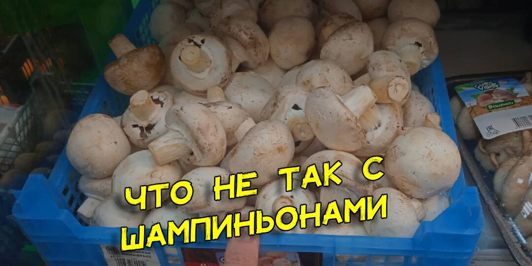 Магазинные шампиньоны больше не беру, они могут быть опасны. Что делать, чтобы не отравиться