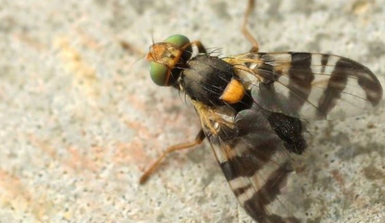    Борьба с вишневой мухой в саду по советам эксперта