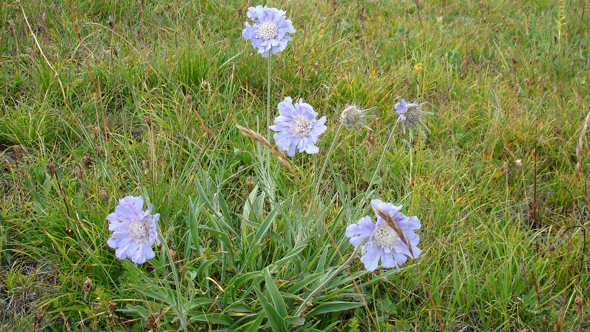 Но чаще встречается на горных лугах, среди более низкой альпийской флоры. 