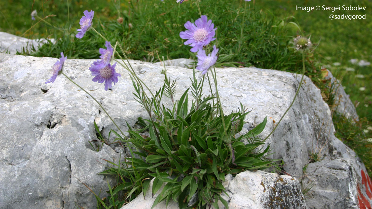 Скабиоза кавказская изредка забирается на открытые скалы.