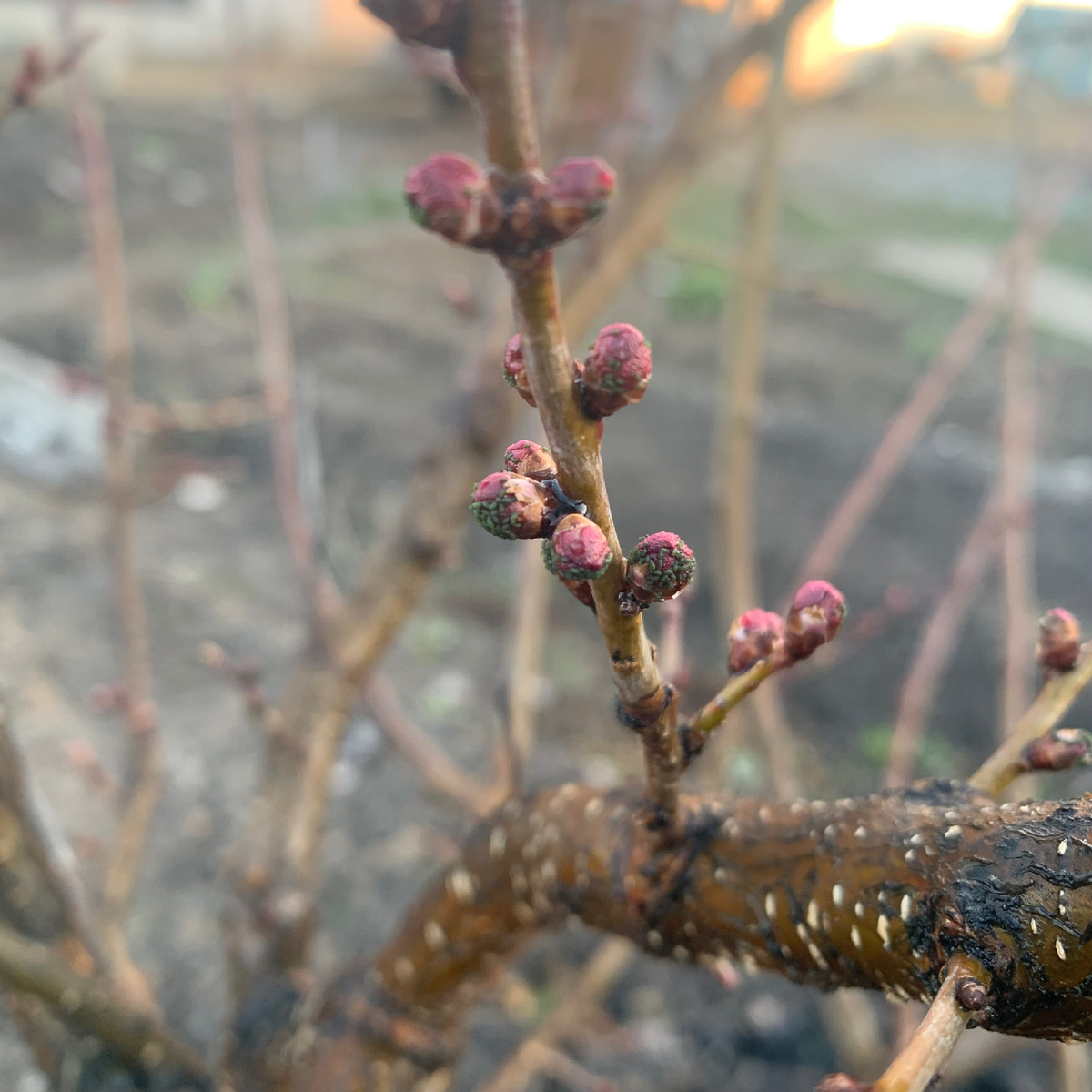 Зеленая тля на абрикосе.