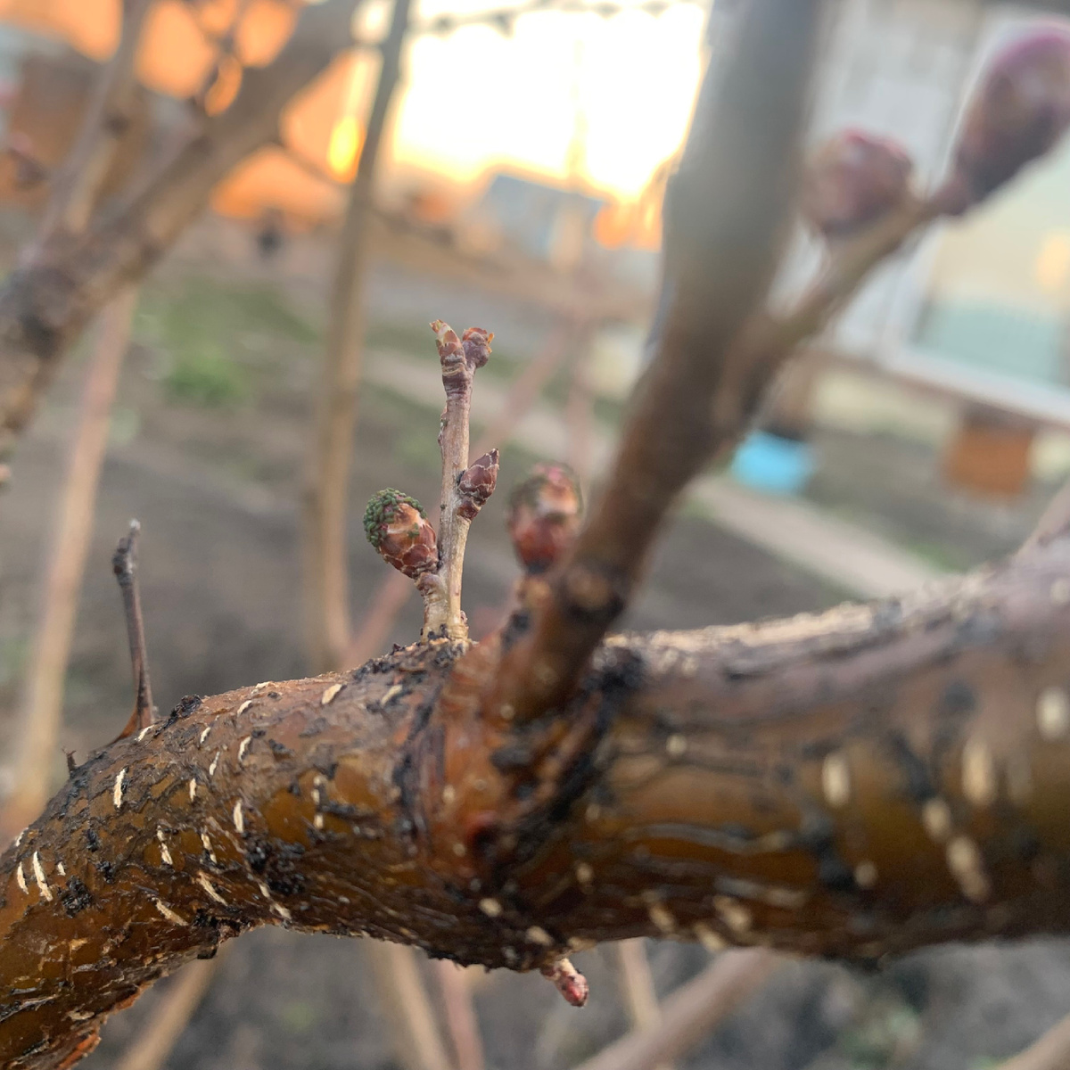 Усеяна почти каждая почка