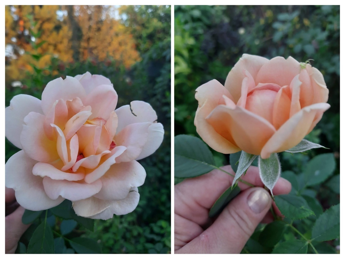 фотоколлаж Лилии