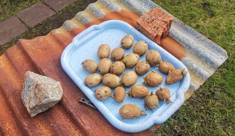    Посадка картофеля в гребни и под солому – как сажаете вы?