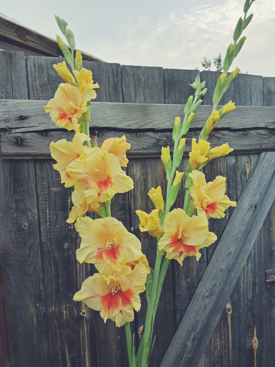 мои гладиолусы