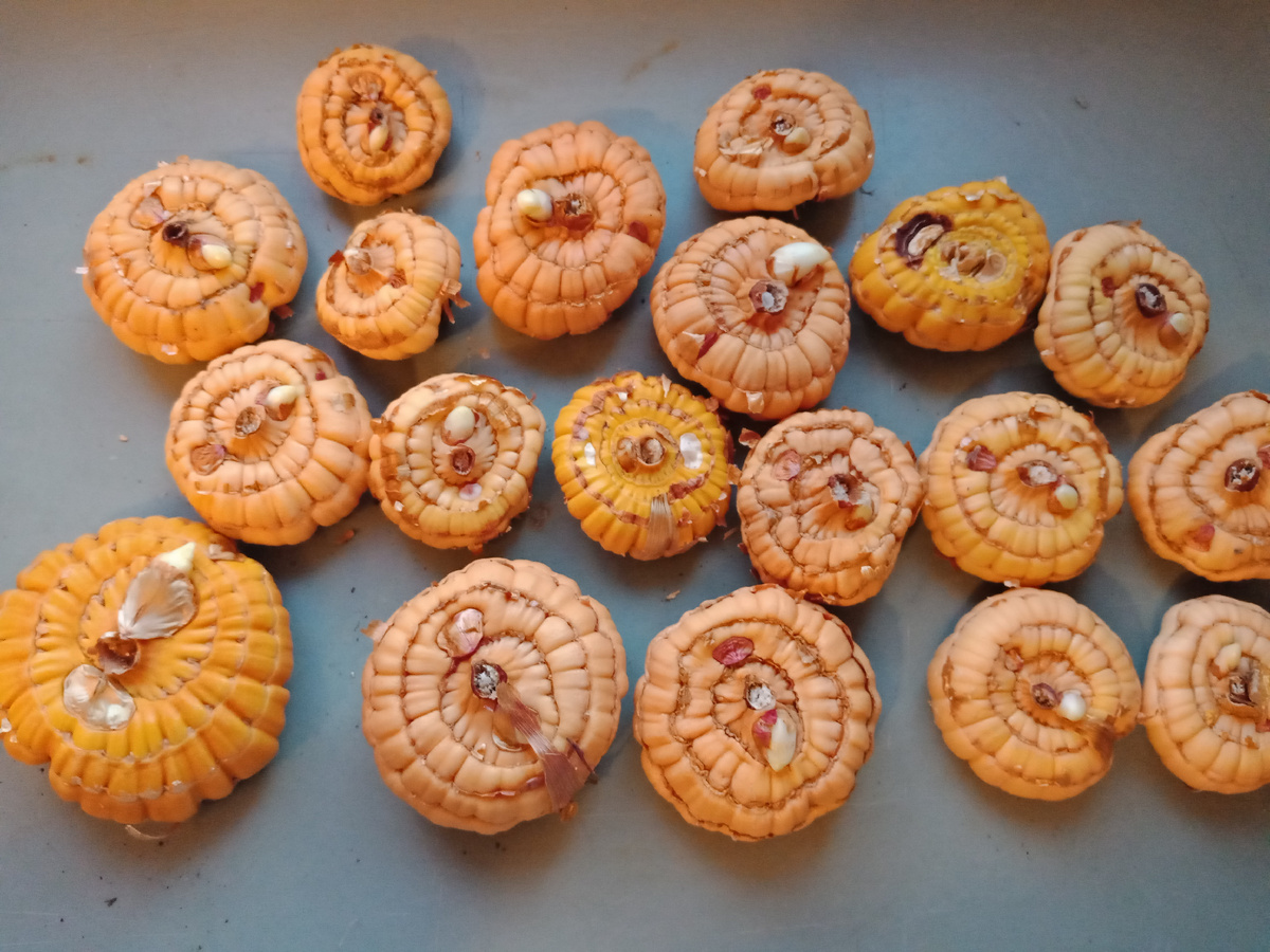 посадочный материал