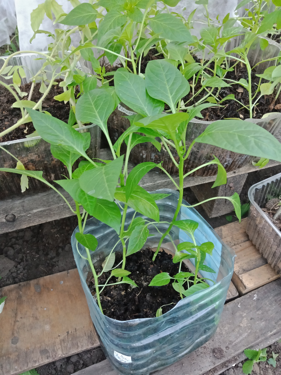 перчик "Толстушка"