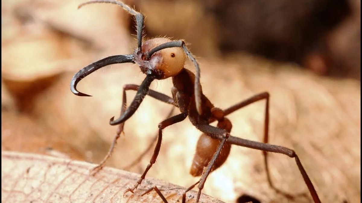 Кочевой муравей - вид муравья которые бегут и убивают всë на своëм пути, а так-же способны создать мост, плод или даже укрытие из тел других муравьëв! 
