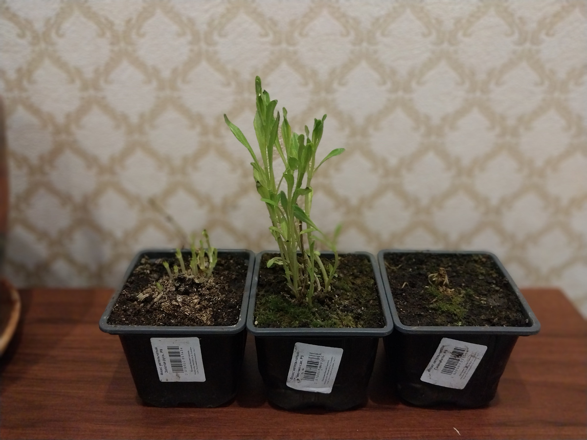 "Три моих богатыря". Флоксы.