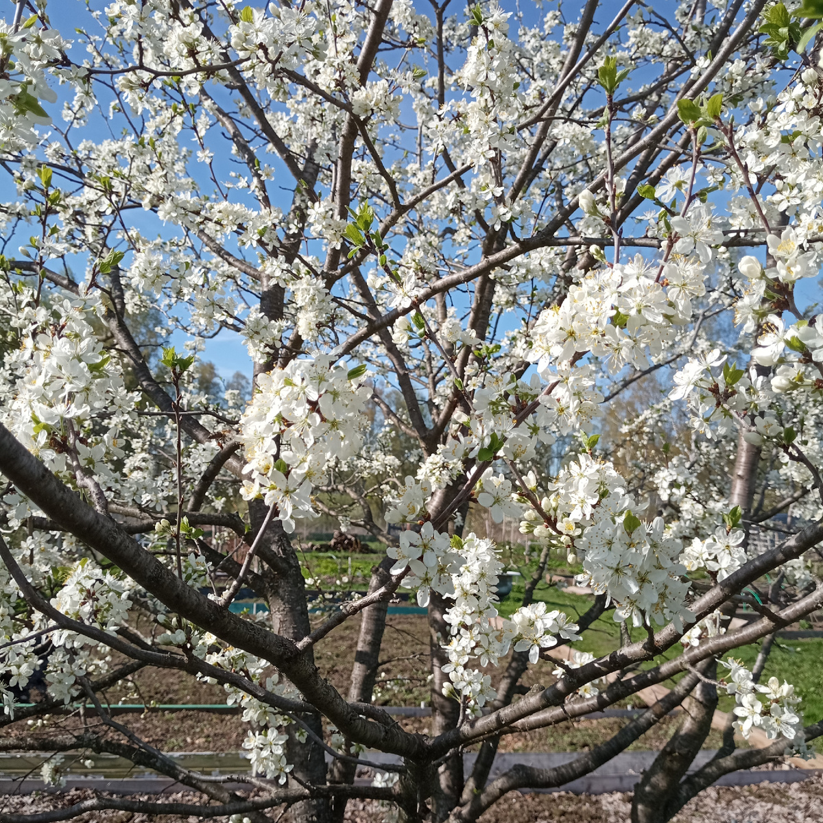 Цветет слива