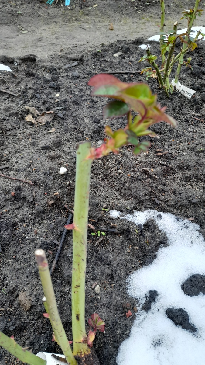 Фото автора от 7.11.24г.