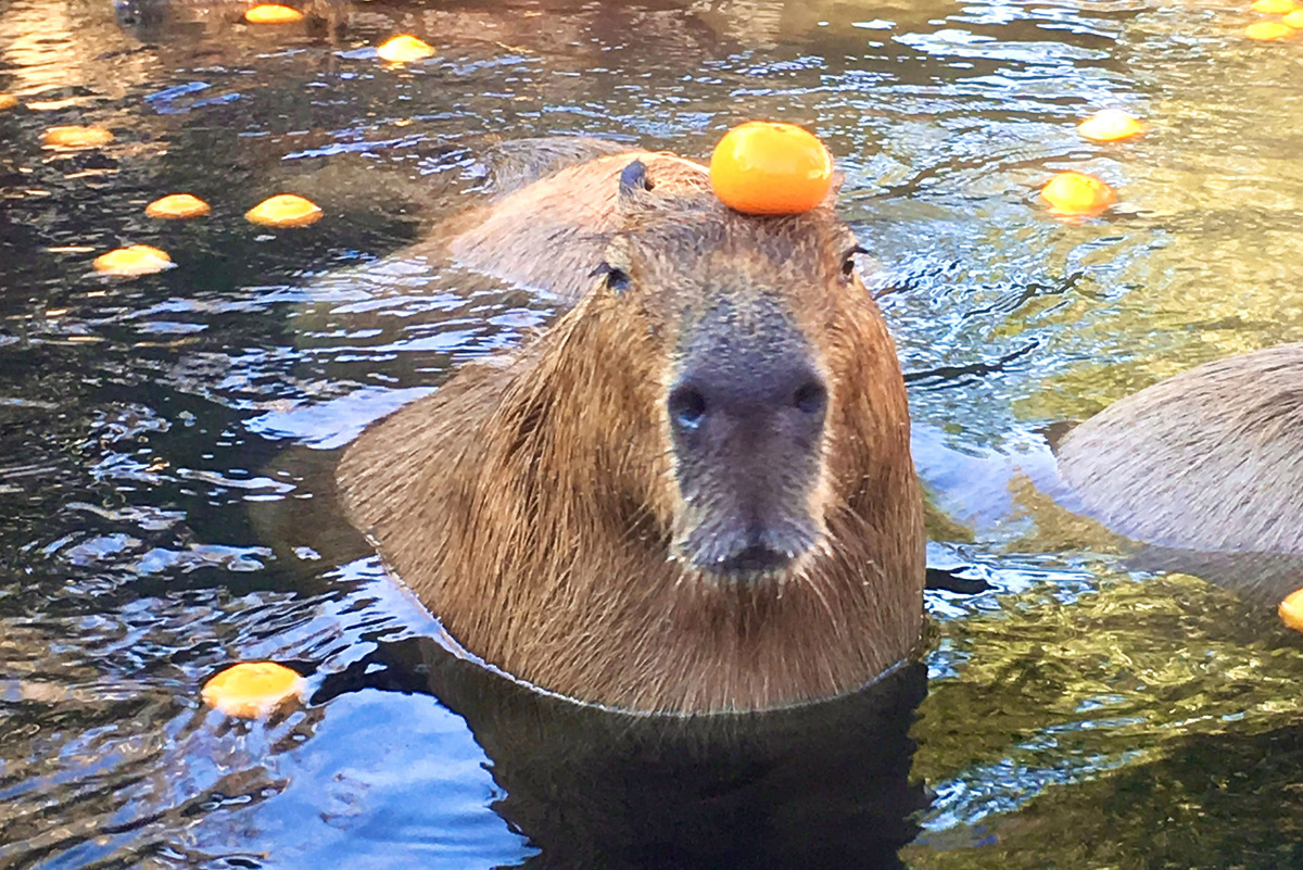     Как перестать паниковать и начать жить по-капибарски