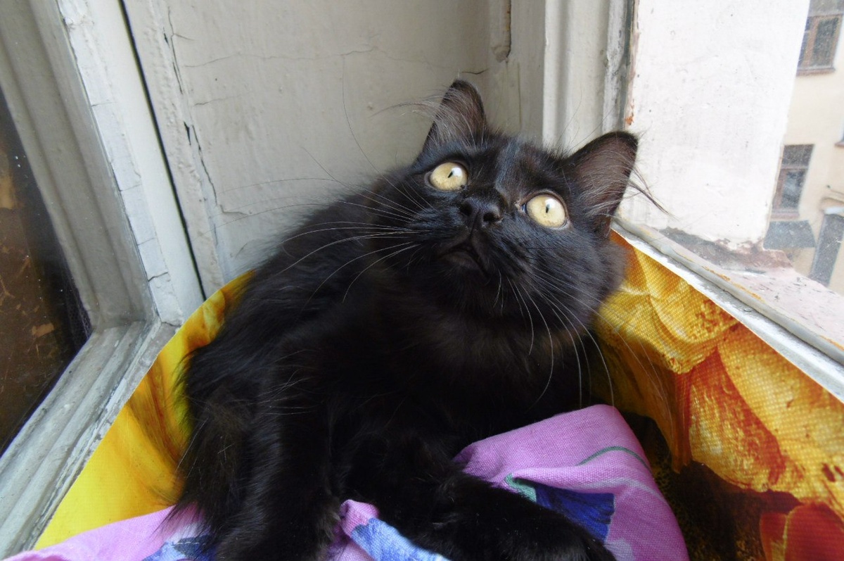 Джазу полгода. Коммунальное детство. 2015 год