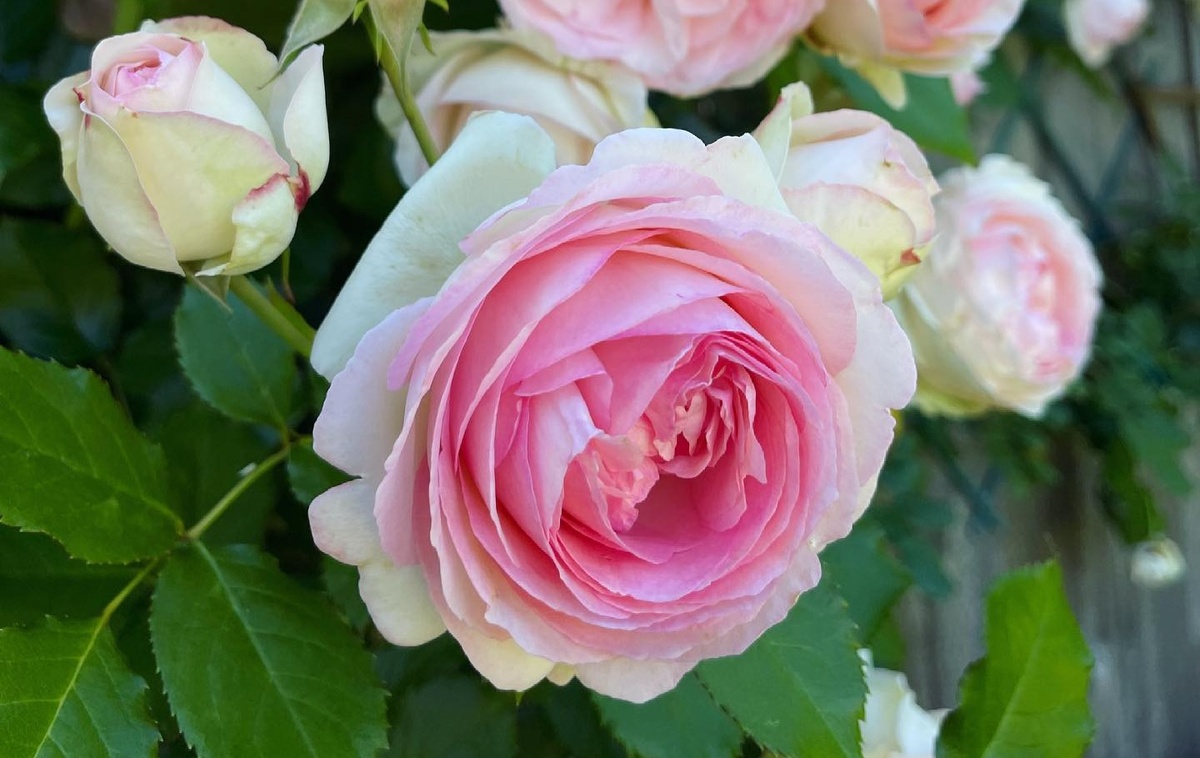 Pierre de Ronsard™,Meilland,1987, клаймбер 