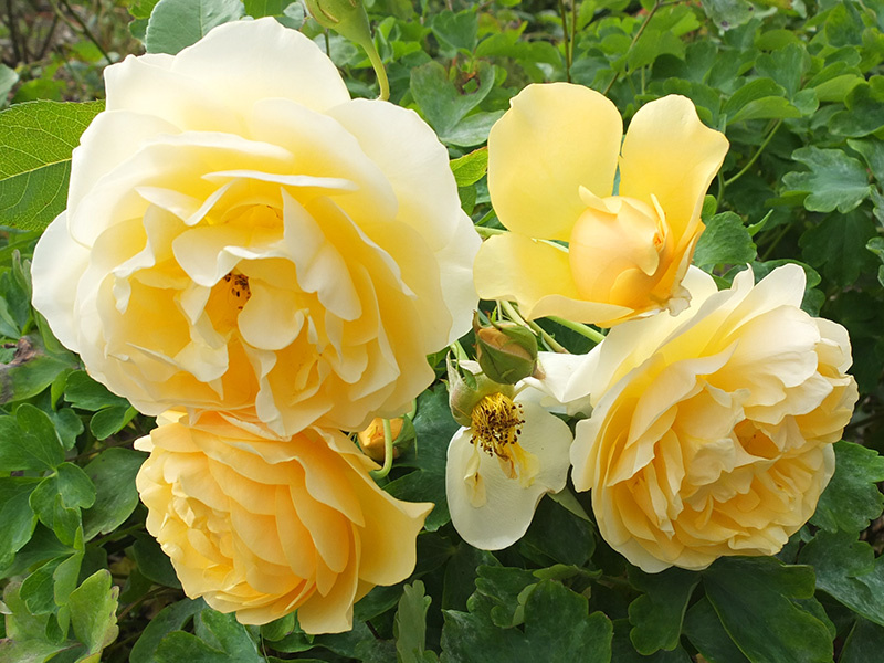 Golden Celebration® (Голден Селебрейшн), Austin, Великобритания, 1992, английские розы 