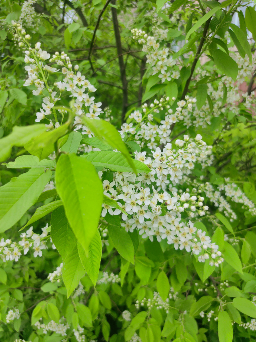 У нас зацвела черёмуха - ждём снега 