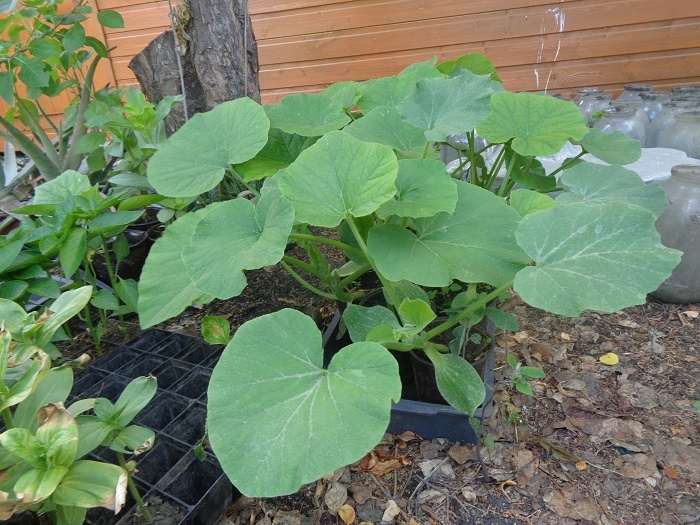 Моя рассада тыквы