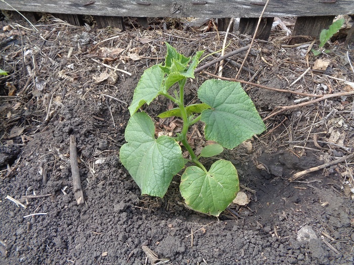 Моя рассада огурцов сразу после высадки. Стебель крепкий