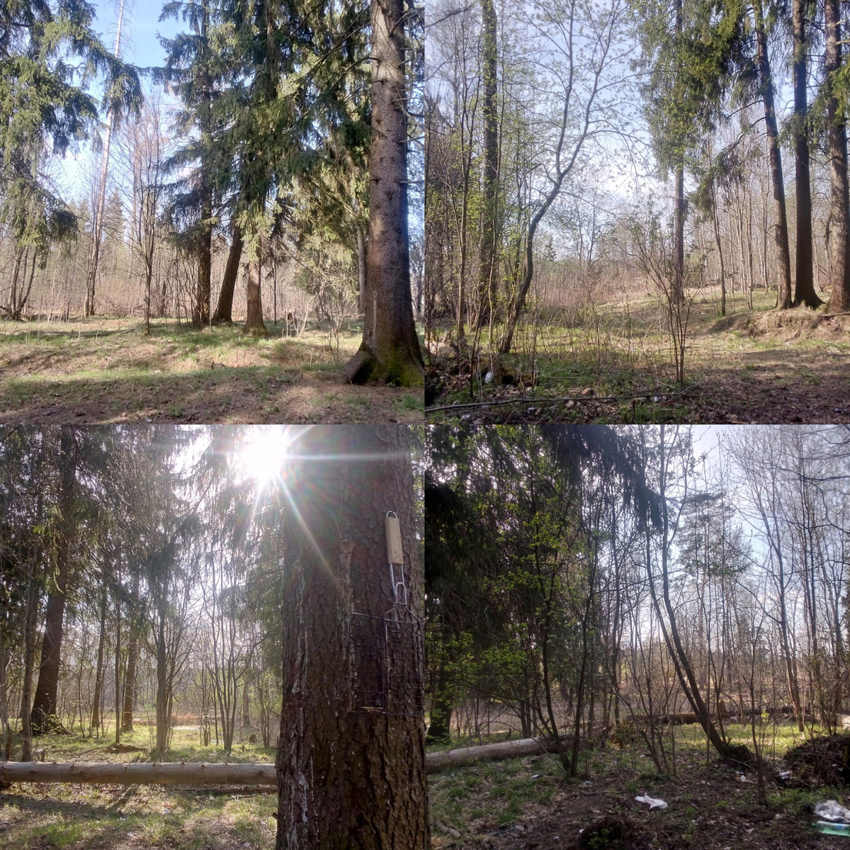 Фото автора. Фото с нашей поляны, как друг говорит "шашлычной"!!! 