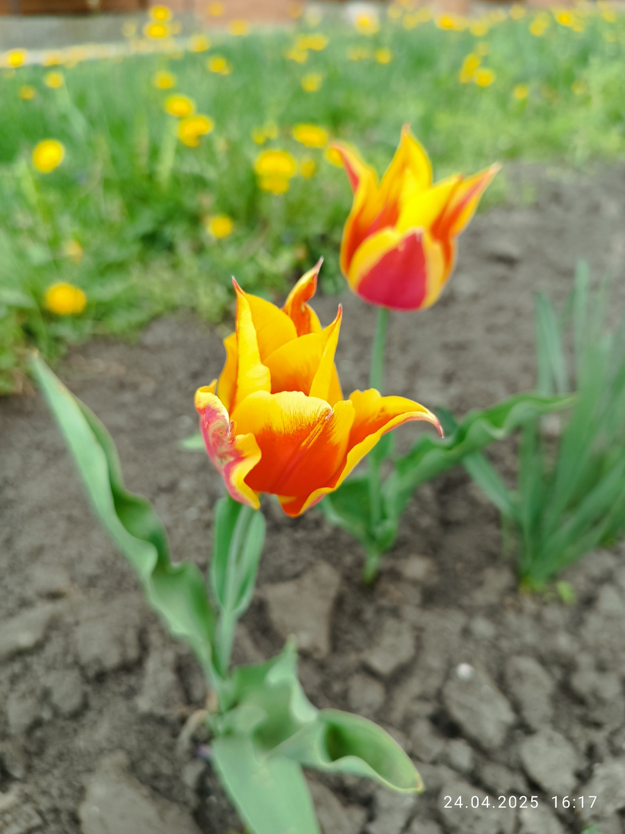 Младший сын – ценитель прекрасного – всю дорогу заставлял фотографировать цветы.