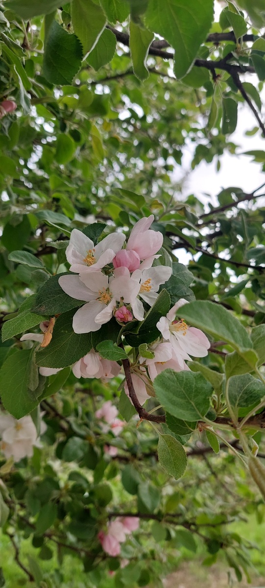 Розовые цветочки