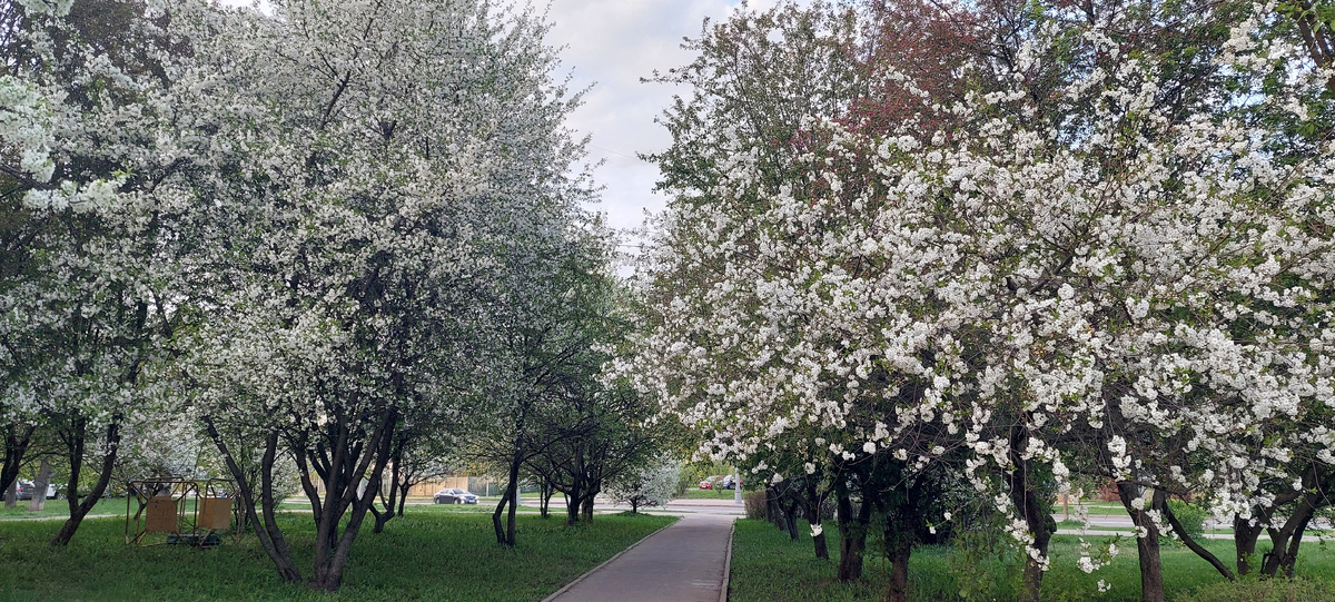 Белая аллея