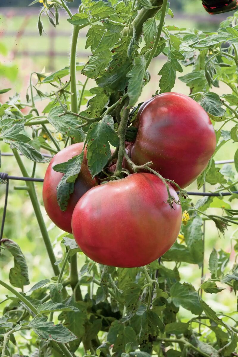 Фото: Ральф Андерсон,