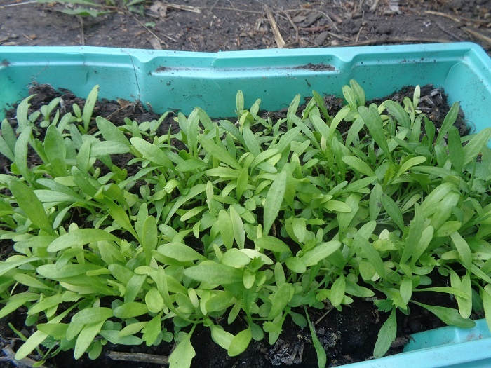 Всходы нивяника. Фото автора