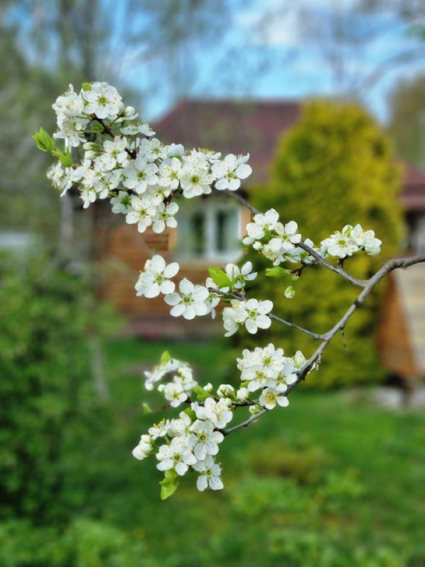 Весення природа - цветут фруктовые деревья!