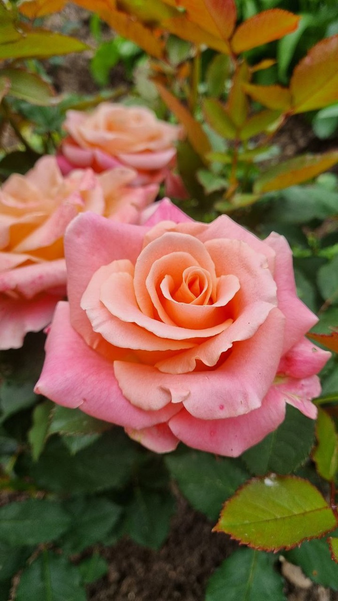 Такими розы будут в июле!