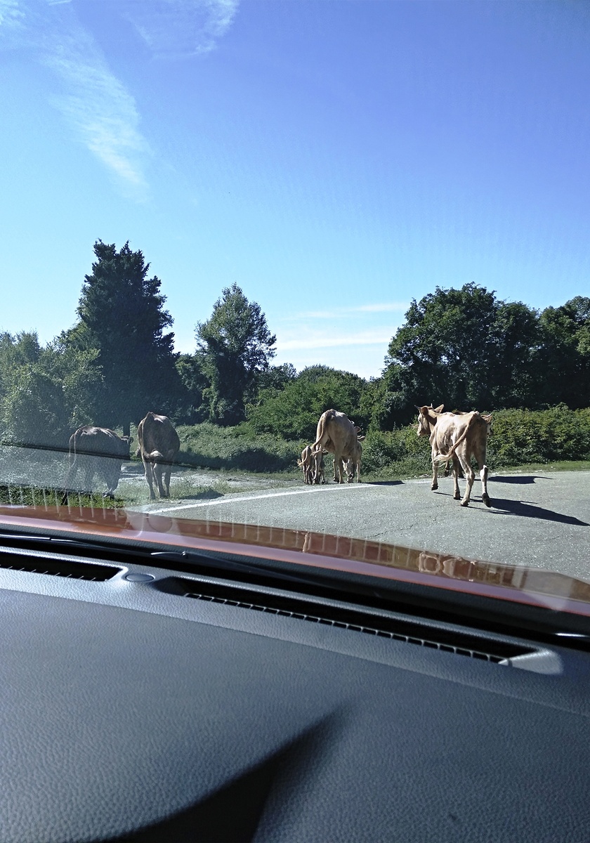 Порода абхазская беговая