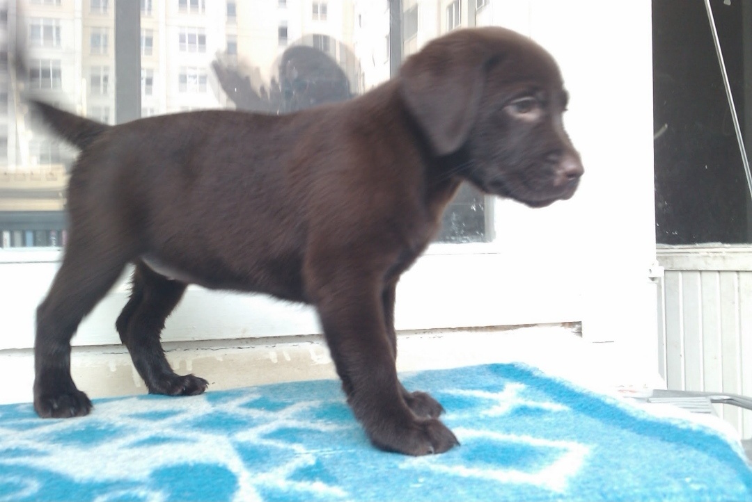 Щенок лабрадора (из личной галереи автора)