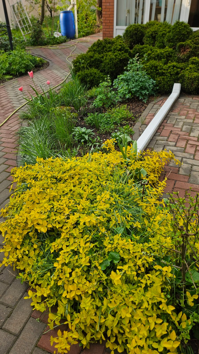 Пыль смыло и такая яркая зелень, и аж скрипит от чистоты!!!