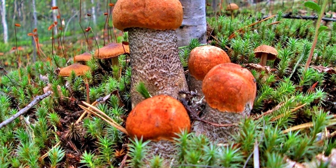 ГРИБЫ - Чем полезны для человека?