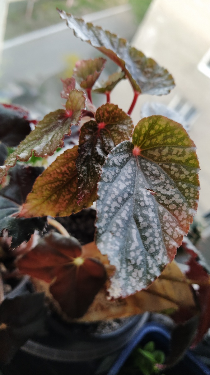 Бегония Бениго Пинк.