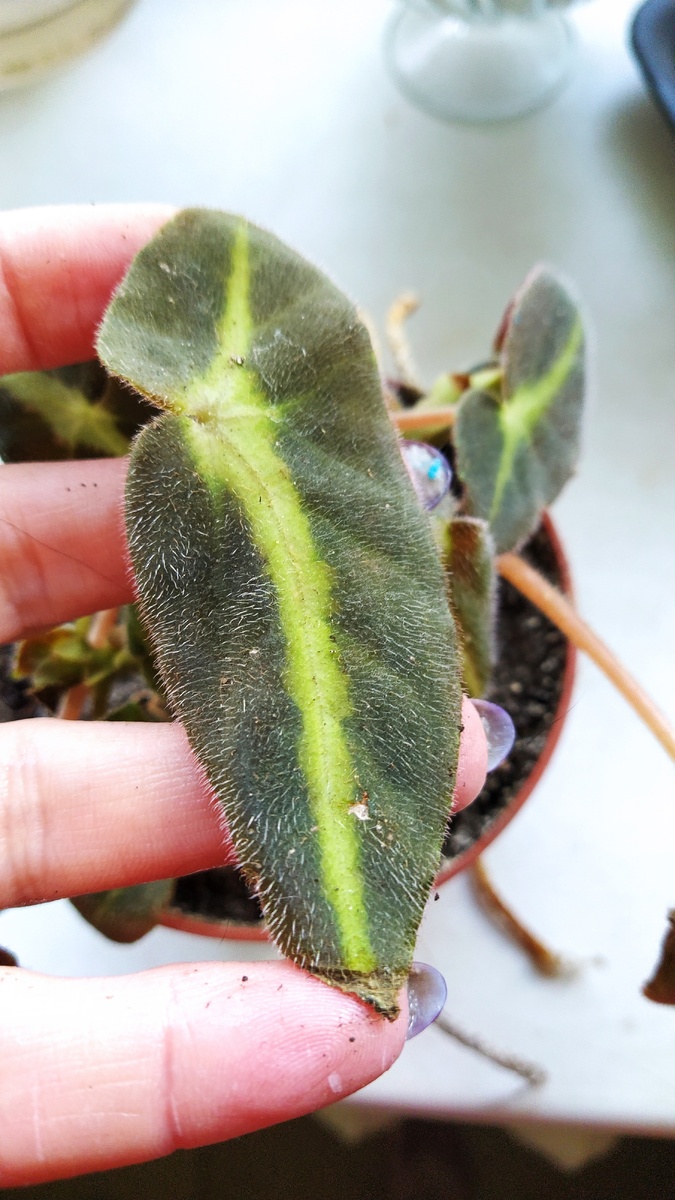 Бегония Листада