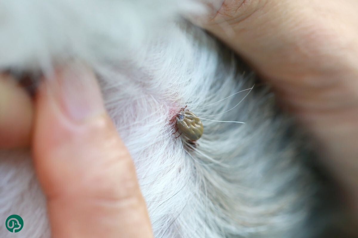 Клещ на собаке 