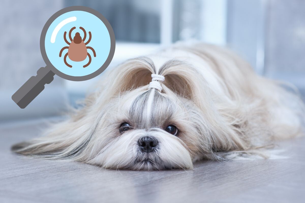 Как проверить собаку на наличие клещей