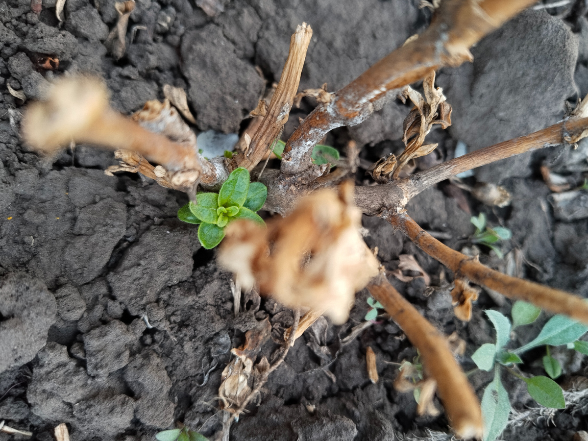 Зелёный побег на прошлогоднем кусте. Львиный зев.