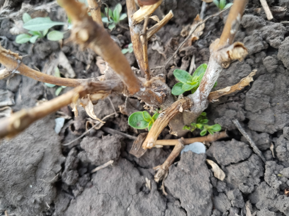 Львиный зев. Новые побеги