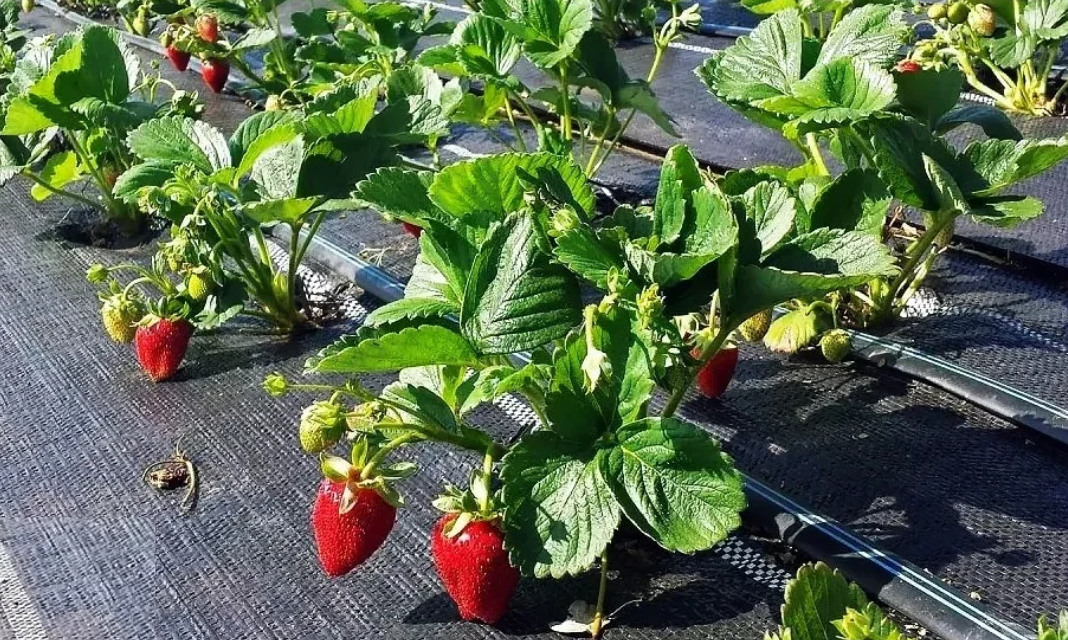 Использование геотекстиля в крупных хозяйствах