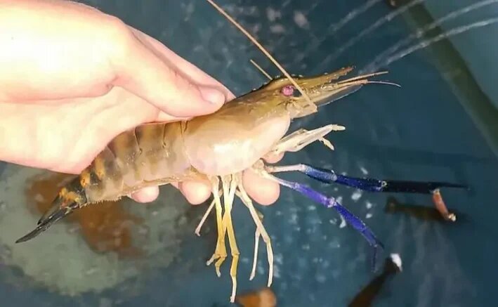    Креветка Розенберга. Фото: azniirkh.vniro.ru