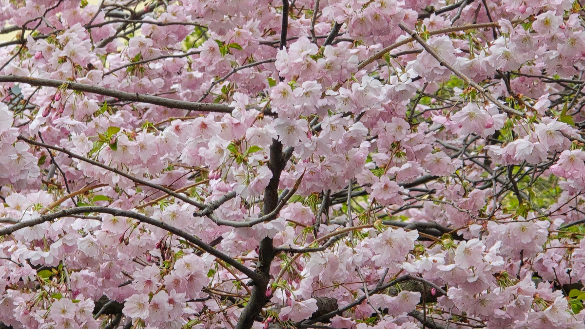 Сакура в Санкт-Петербурге