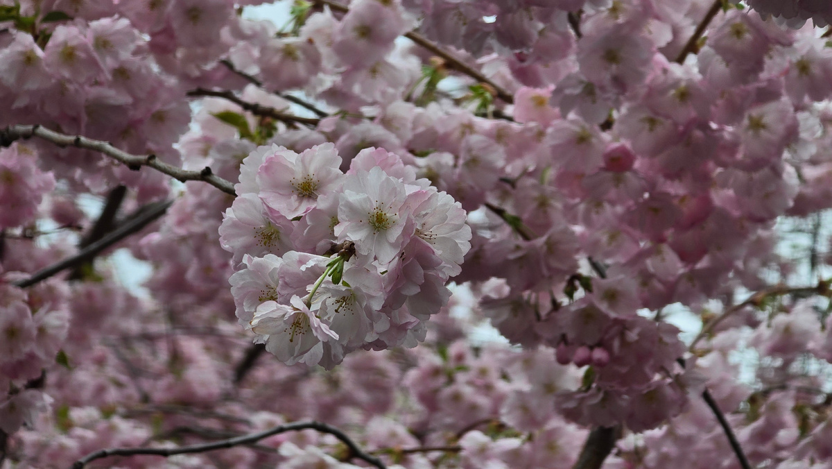 Сакура в Санкт-Петербурге